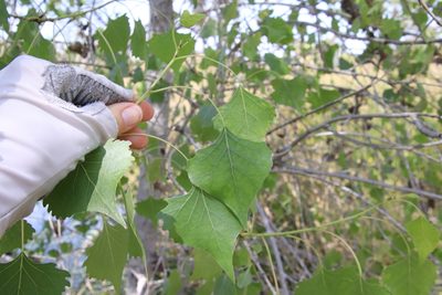 Populus fremontii, photographed by Millie Basden