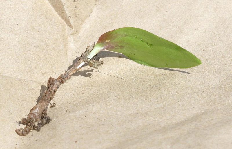 Ledebouria ovatifolia, photographed by Alan Manson