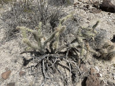 Cylindropuntia acanthocarpa, photographed by CK2AZ