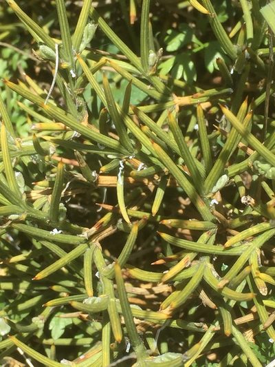 Echinospartum ibericum, photographed by Andre Hosper