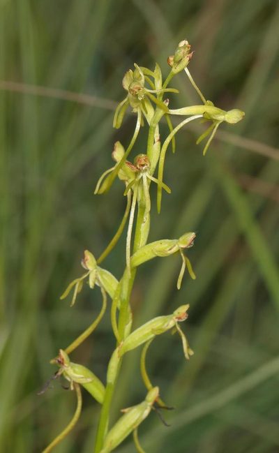 Habenaria filicornis, photographed by Alan Manson