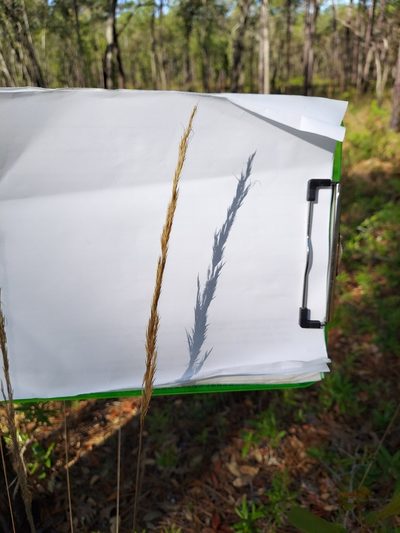 Aristida condensata, photographed by Athena Philips