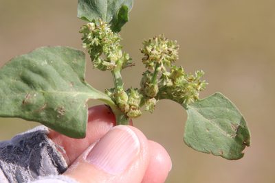 Emex spinosa, photographed by Millie Basden