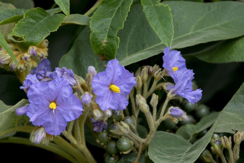 Solanum glutinosum, photographed by David F. Belmonte