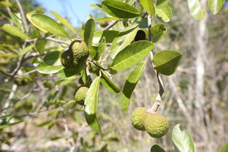 Rhopalocarpus similis, photographed by Romer N. Rabarijaona