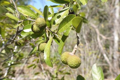 Rhopalocarpus similis, photographed by Romer N. Rabarijaona