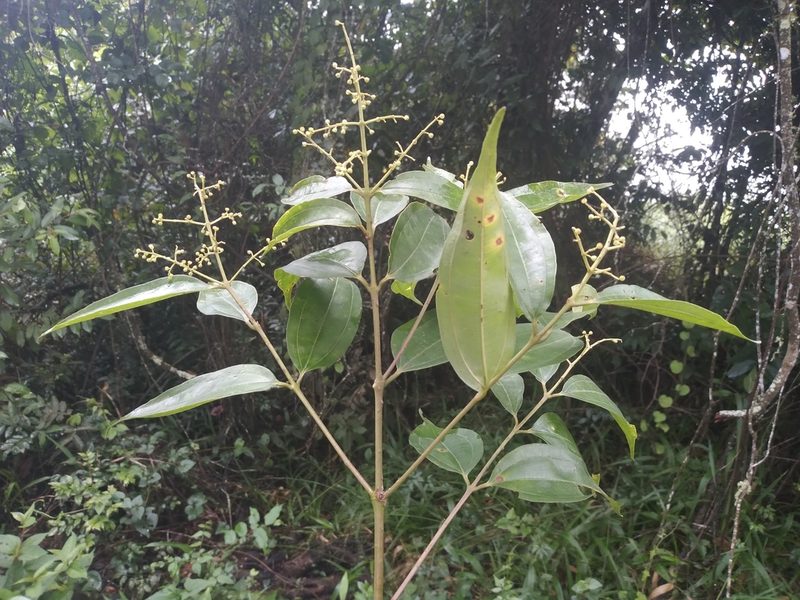Miconia minutiflora, photographed by Alfredo F. Fuentes Claros