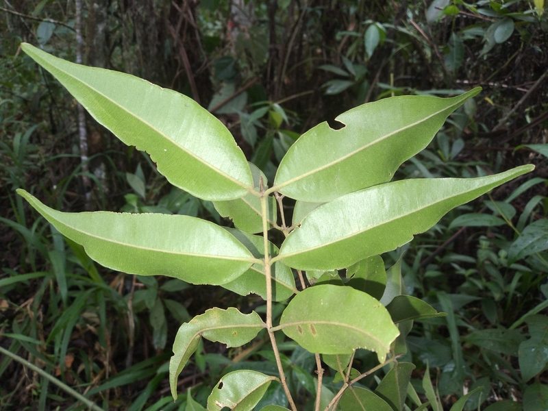Myrcia splendens, photographed by Alfredo F. Fuentes Claros