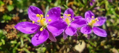 Spergularia purpurea, photographed by Santiago Martín-Bravo