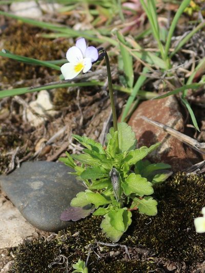 Viola hymettia, photographed by Юрий Данилевский (Yuriy Danilevsky)