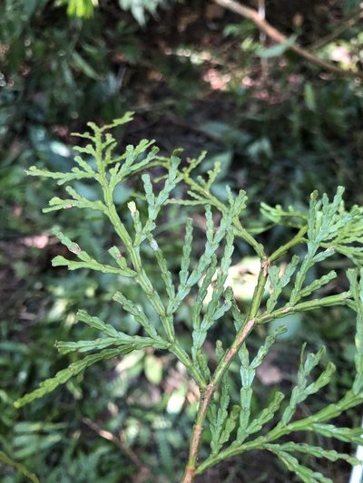 Calocedrus formosana, photographed by Cheng-Tao Lin