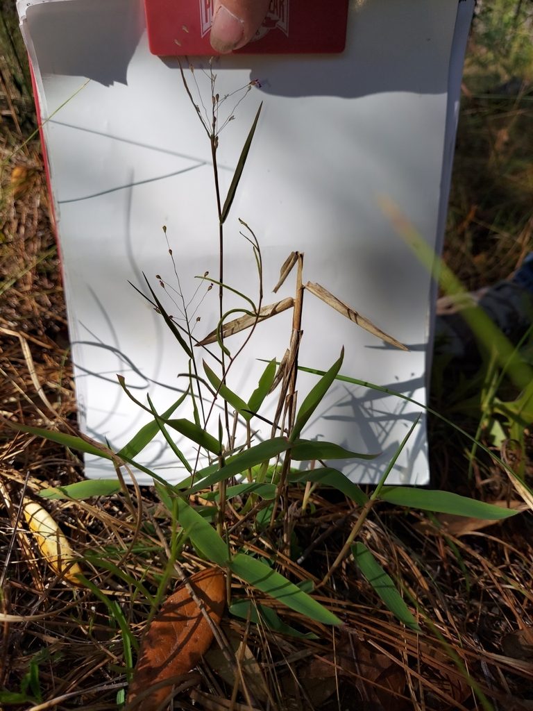 Dichanthelium malacon, photographed by Athena Philips