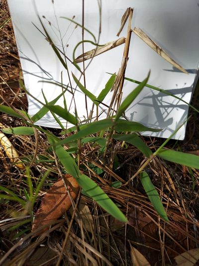 Dichanthelium malacon, photographed by Athena Philips