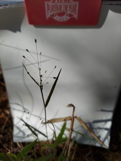 Dichanthelium malacon, photographed by Athena Philips