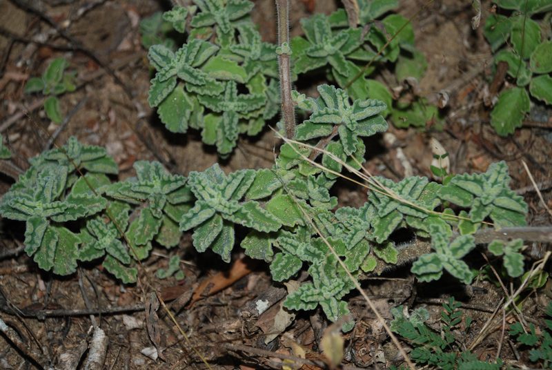 Coleus lasianthus, photographed by Andrew Hankey