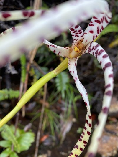Maxillaria speciosa, photographed by Grete Pasch