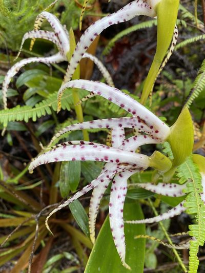 Maxillaria speciosa, photographed by Grete Pasch