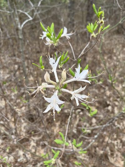 Rhododendron atlanticum, photographed by Scott Cave