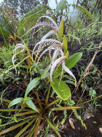 Maxillaria speciosa, photographed by Grete Pasch