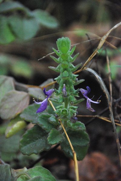 Coleus lasianthus, photographed by Andrew Hankey