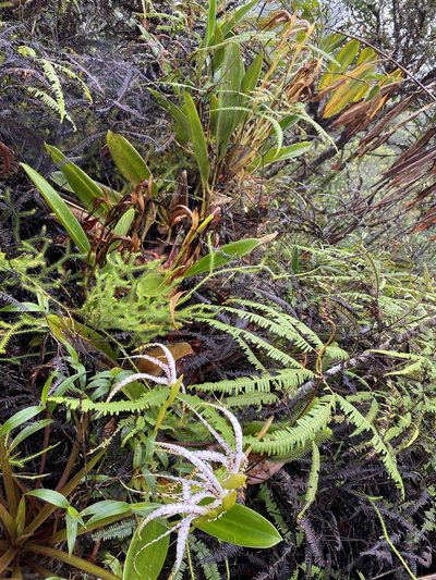 Maxillaria speciosa, photographed by Grete Pasch
