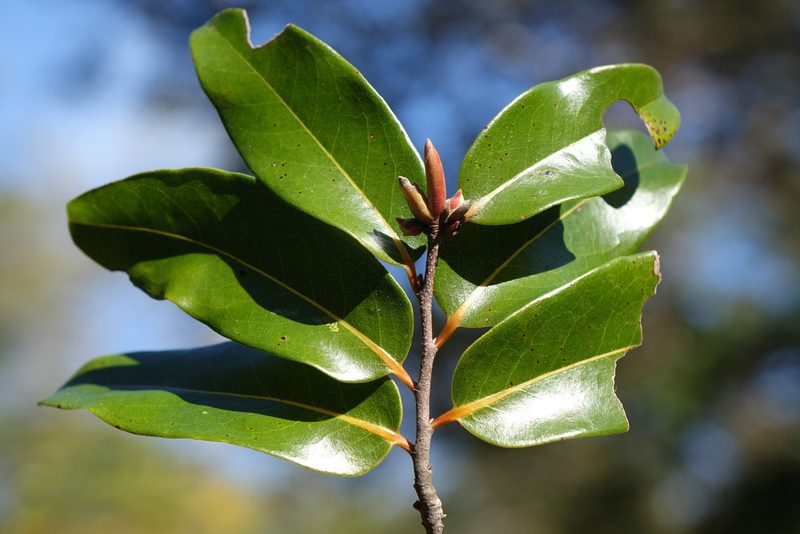 Xylopia sericolampra, photographed by Romer N. Rabarijaona