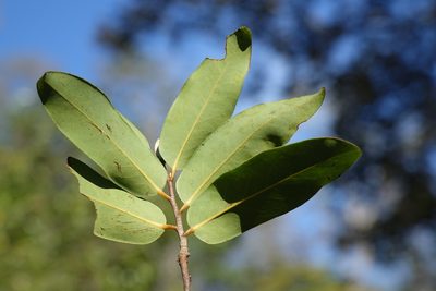 Xylopia sericolampra, photographed by Romer N. Rabarijaona