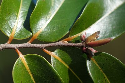 Xylopia sericolampra, photographed by Romer N. Rabarijaona