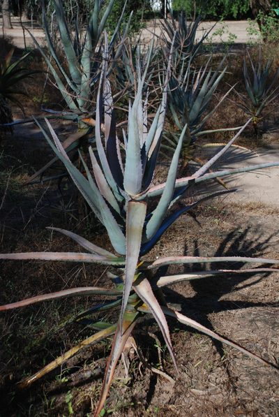 Aloe divaricata, photographed by Andrew Hankey
