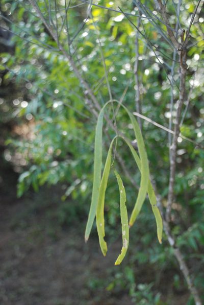 Salvadora angustifolia, photographed by Andrew Hankey