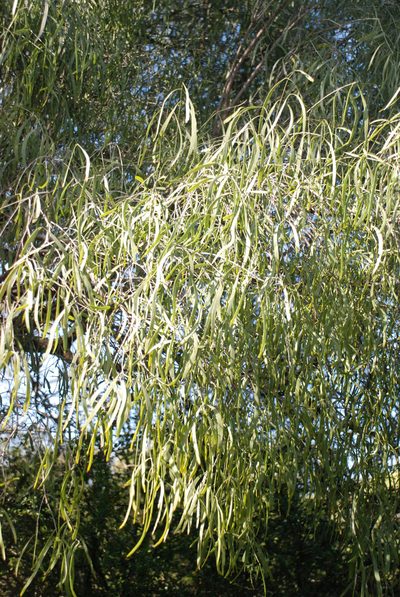 Salvadora angustifolia, photographed by Andrew Hankey