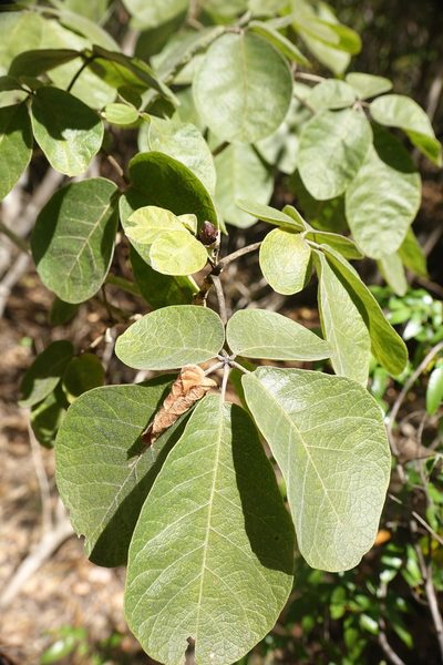 Vitex perrieri, photographed by Romer N. Rabarijaona