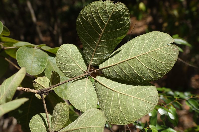 Vitex perrieri, photographed by Romer N. Rabarijaona
