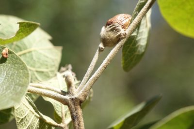 Vitex perrieri, photographed by Romer N. Rabarijaona