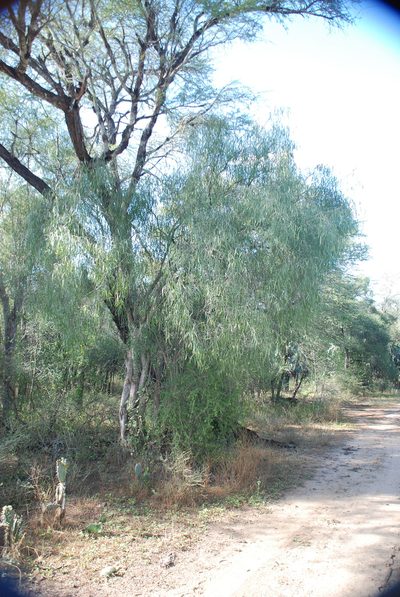 Salvadora angustifolia, photographed by Andrew Hankey