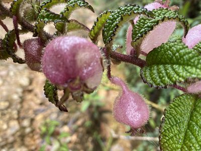 Burmeistera bullatifolia, photographed by Grete Pasch