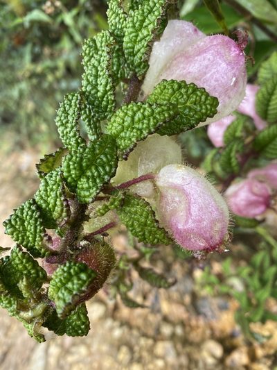 Burmeistera bullatifolia, photographed by Grete Pasch