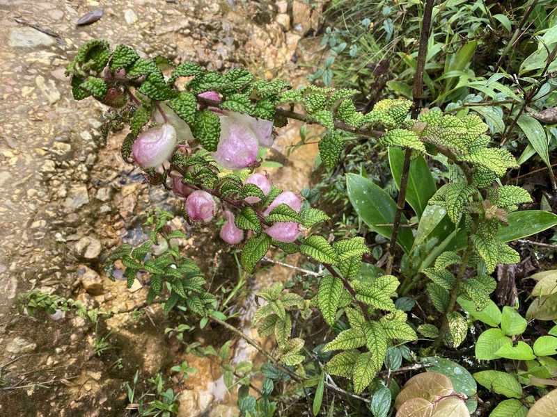 Burmeistera bullatifolia, photographed by Grete Pasch