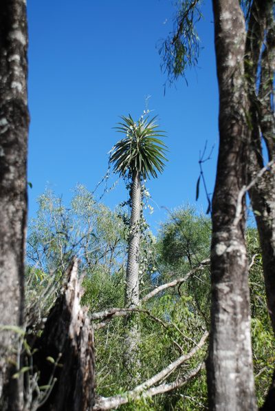 Pachypodium geayi, photographed by Andrew Hankey