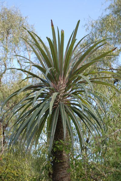Pachypodium geayi, photographed by Andrew Hankey
