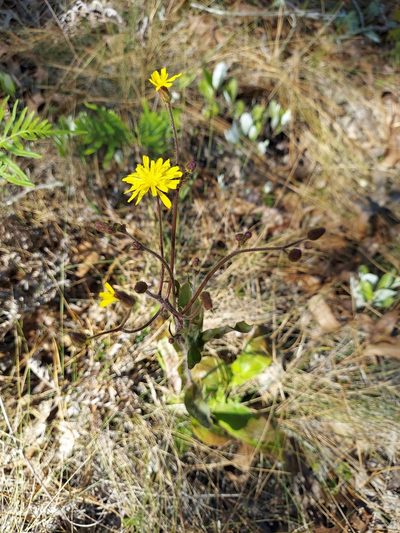 Hieracium megacephalon, photographed by Athena Philips