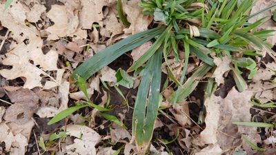 Carex albursina, photographed by Ryan Sorrells