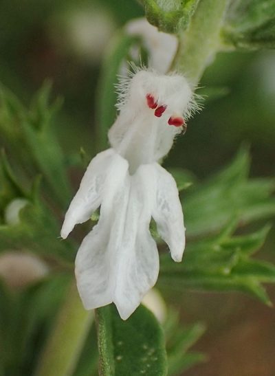 Leucas capensis, photographed by Nicola van Berkel