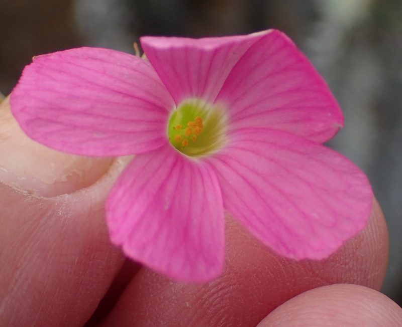 Oxalis stellata, photographed by Nicola van Berkel