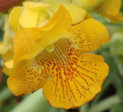 Ibicella lutea, photographed by Nicola van Berkel