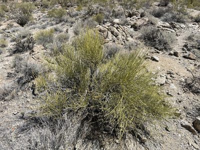 Ephedra viridis, photographed by CK2AZ