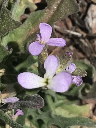 Matthiola parviflora, photographed by monkeyjodey