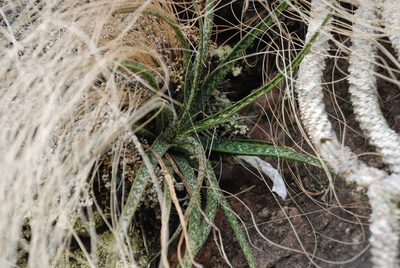 Aloe perrieri, photographed by Andrew Hankey
