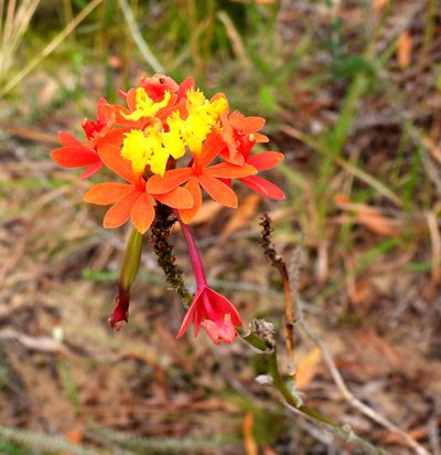 Epidendrum fulgens, photographed by Sidnei Dantas