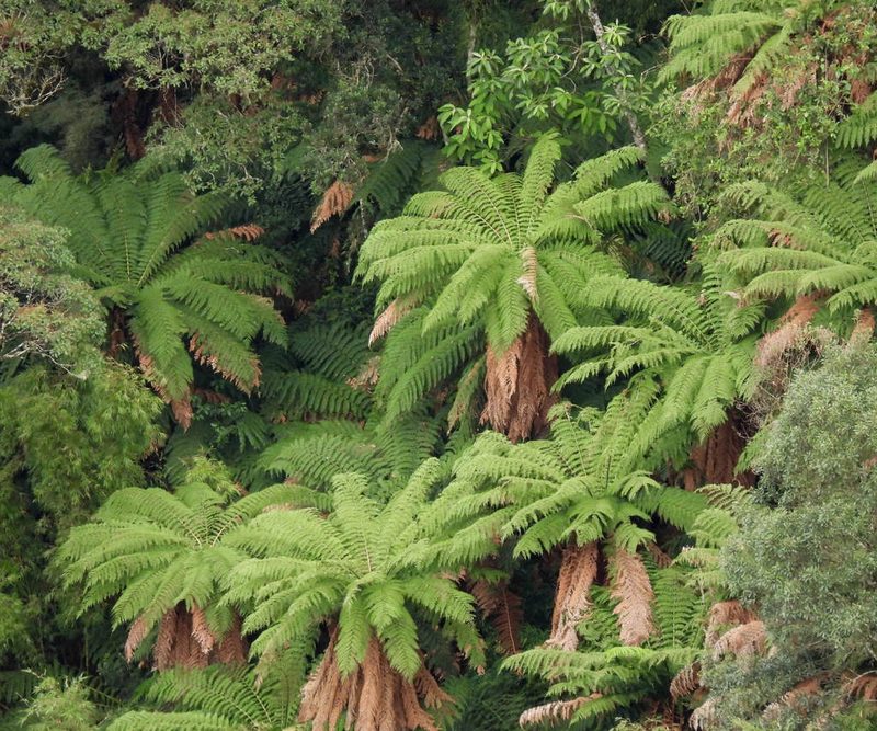 Dicksonia sellowiana, photographed by Sidnei Dantas